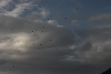 Flying Insect Swarm