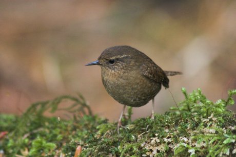 Winter Wren