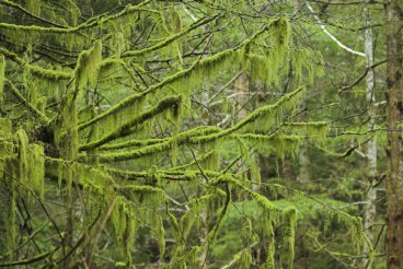 Mossy Forest