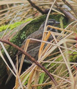 Song Sparrow Taking Cover