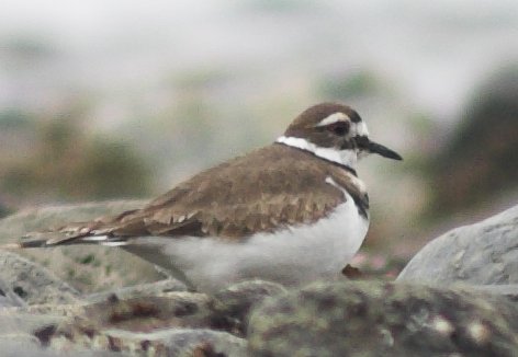 Killdeer