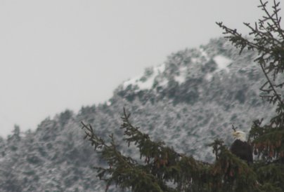 Bald Eagle in a Tree