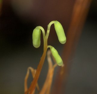 Moss Sporophyte