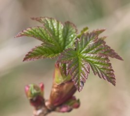 Trailing Currant