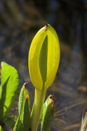 Skunk Cabbage