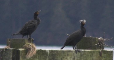 Double-crested Cormorant