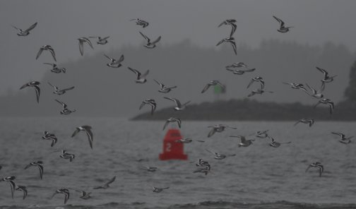 Shorebirds