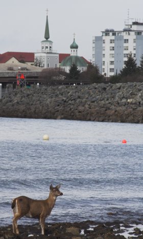 Sitka Blacktail Deer on Sage Beach