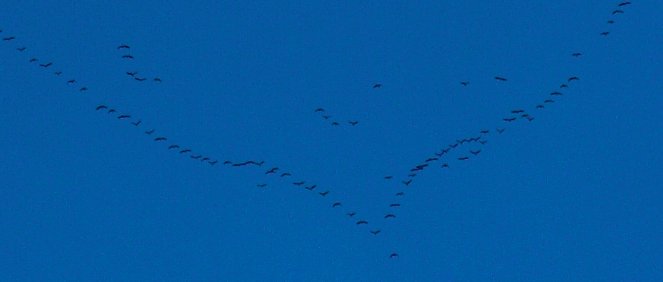 Migrating Geese