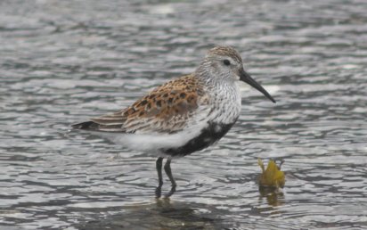 Dunlin