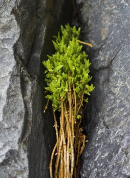 Beach Greens