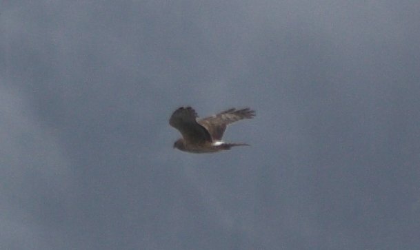 Northern Harrier