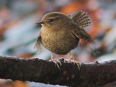 Winter Wren