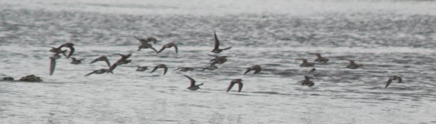 Flying Shorebirds