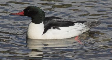 Common Merganser male