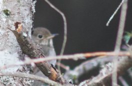 Hermit Thrush