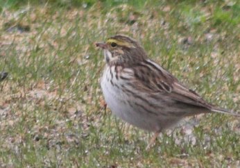 Savannah Sparrow