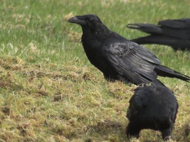 Raven in the Lawn