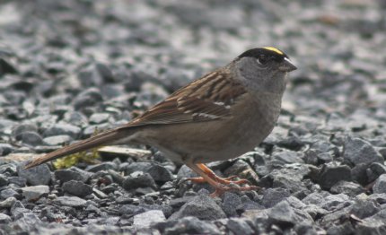 Golden-crowned Sparrow