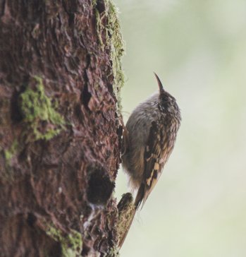 Brown Creeper