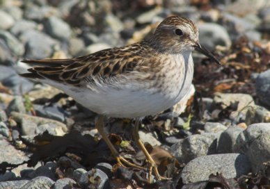 Least Sandpiper