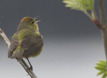 Orange-crowned Warbler