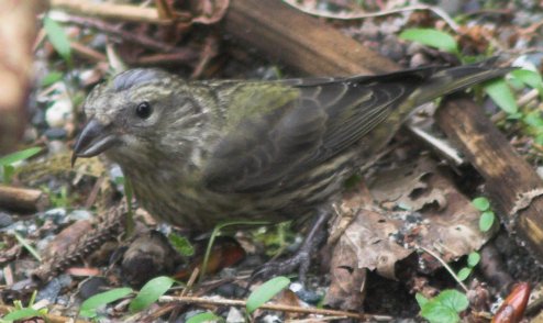 Juvenile Red Crossbill