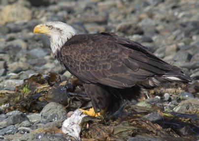 Eagle with Kill