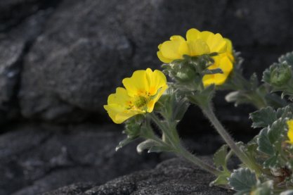 Villous Cinquefoil Flowers