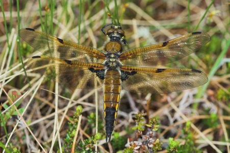 Four Spotted Skimmer