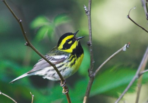 Townsend's Warbler