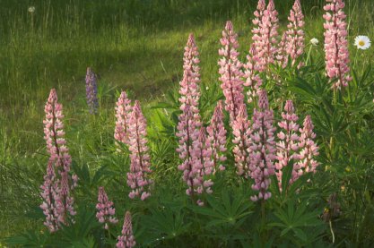 Lupine