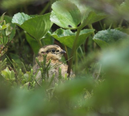 Willow Ptarmigan Chick