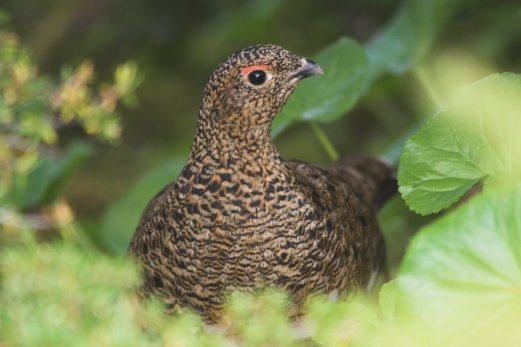 Willow Ptarmigan Female