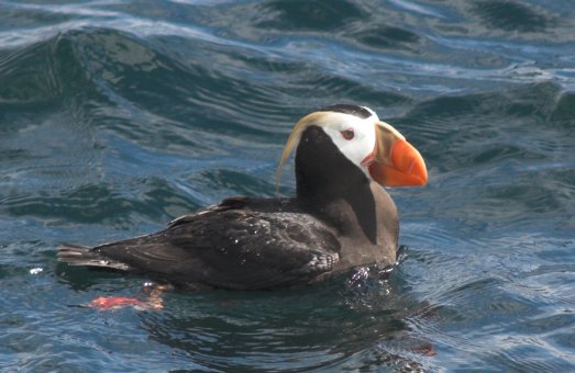 Tufted Puffin