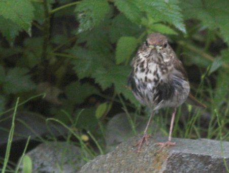 Juvenile Hermit Thrush