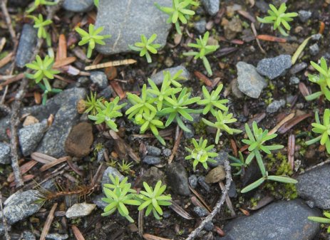 Seedlings