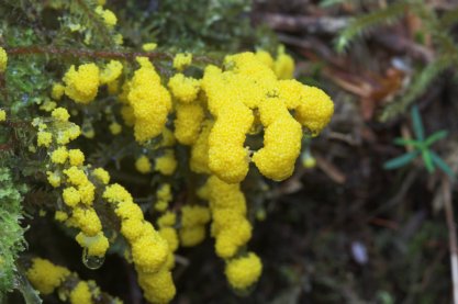 Slime Mold