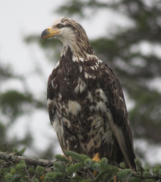 Bald Eagle