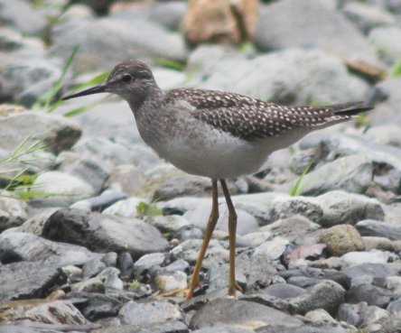 Lesser Yellowlegs