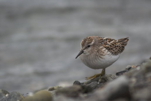 Least Sandpiper