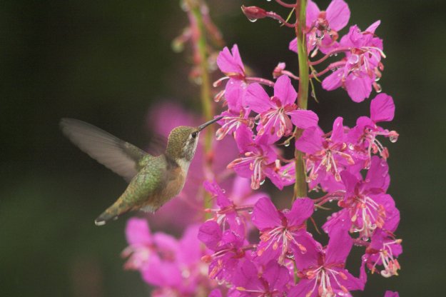 Rufous Humming at Fireweed