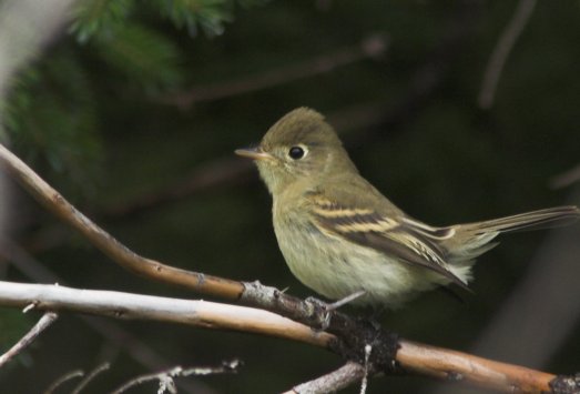 Pacific Slope Flycatcher