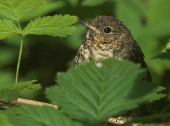 Thrush