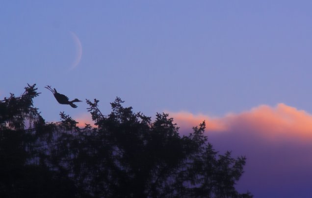 Heron Takes off Under Crescent Moon