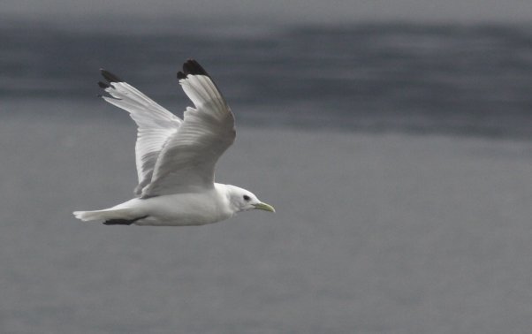 Black-legged Kittiwake