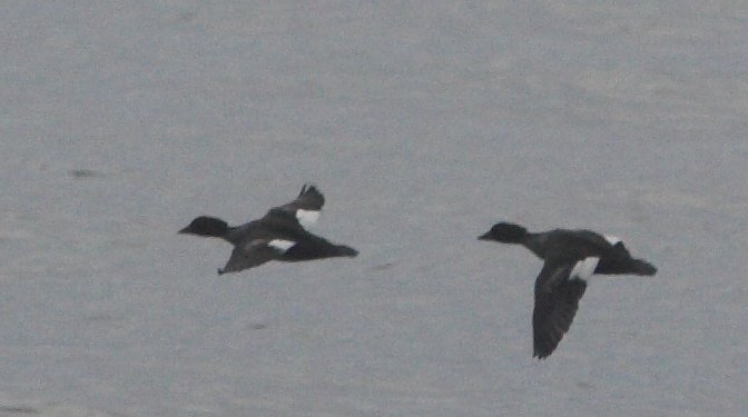 White-winged Scoters?