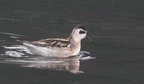 Red-necked Phalarope