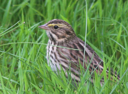 Savannah Sparrow