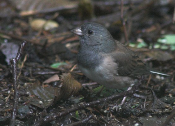 Dark-eyed Junco Female